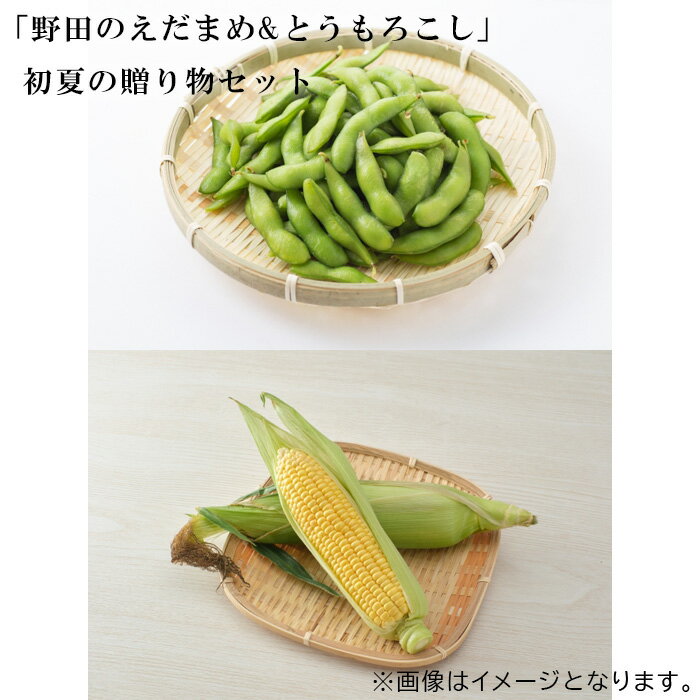 「野田のえだまめ&とうもろこし」初夏の贈り物セット / トウモロコシ 採れたて 豆 送料無料 千葉県