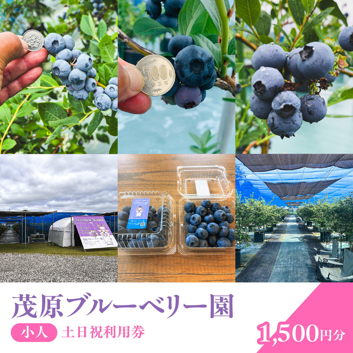茂原ブルーベリー園 小人 土日祝利用券 1,500円分[MBCA003]