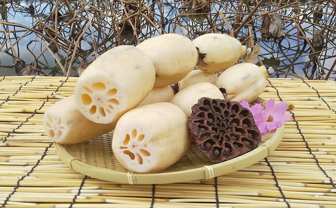 【ふるさと納税】こだわりの “古代れんこん” 2kg　【野菜・根菜・レンコン・れんこん・2kg】　お届け：2021年11月中旬〜2022年2月下旬