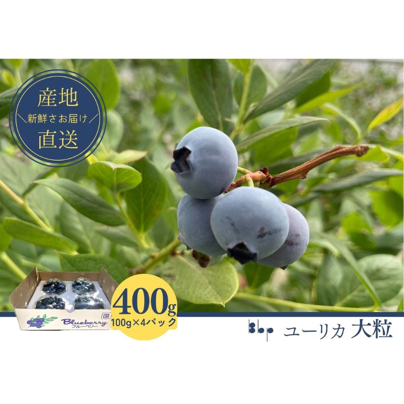 【ふるさと納税】【先行予約】フレッシュブルーベリー (ユーリカ大粒100g×4) 果物 フルーツ 国産フルーツ 朝摘みブルーベリー お届け:2025年4月15日~5月15日