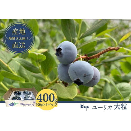 【農薬不使用】フレッシュブルーベリー　(ユーリカ大粒100g×4）　【 果物 フルーツ 国産フルーツ 朝摘みブルーベリー 国産ブルーベリー 甘い 】　お届け：2024年4月15日～5月15日