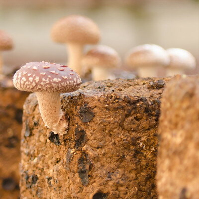 【ふるさと納税】きのこ狩り体験チケット×3枚(300g)【1288352】 2