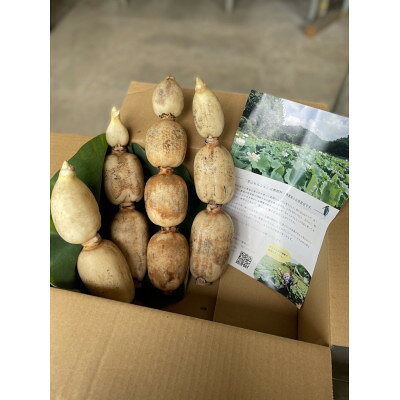 【ふるさと納税】里山れんこん 2kg【配送不可地域：離島】【1771819】