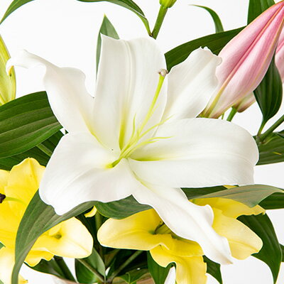 【ふるさと納税】ユリ農家から直送!笑顔引き出す ユリの花束ギフト【1293099】