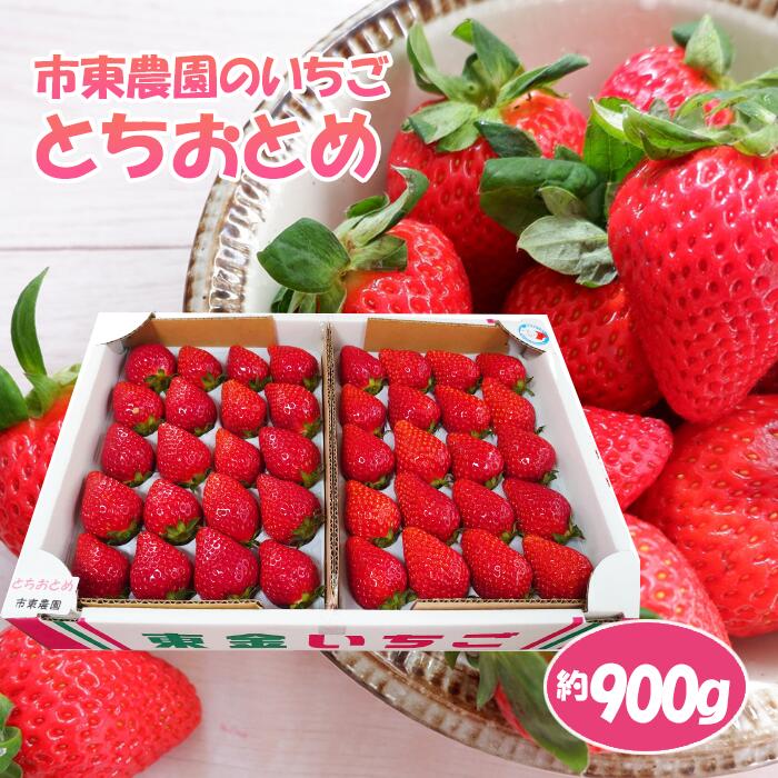 【ふるさと納税】No.076 【市東農園のいちご】とちおとめ　約900g ／ フルーツ イチゴ 苺 送料無料 千葉県