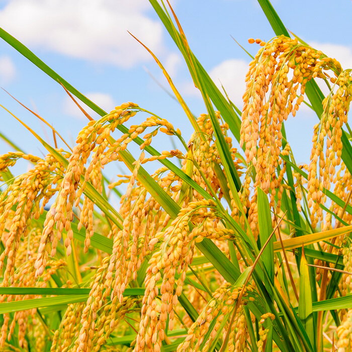 【ふるさと納税】No.303 【令和7年産】千葉県産にじのきらめき（精米）5kg ／ 米 こめ ご飯 きらめき 粘りすぎず 軽やかな食感 和食 洋食 送料無料 千葉県