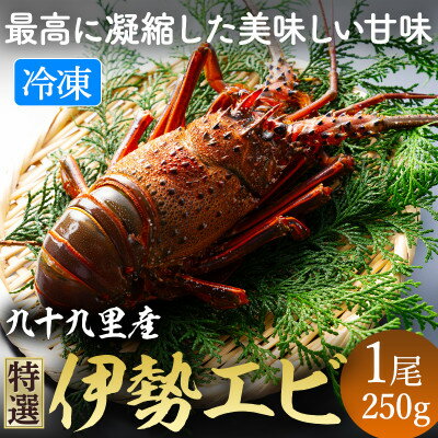 甘い!旨い!冷凍品とは思えない!活け〆リキッド冷凍伊勢海老(刺身用) 約250g/1尾入り【配送不可地域：離島】【1476624】