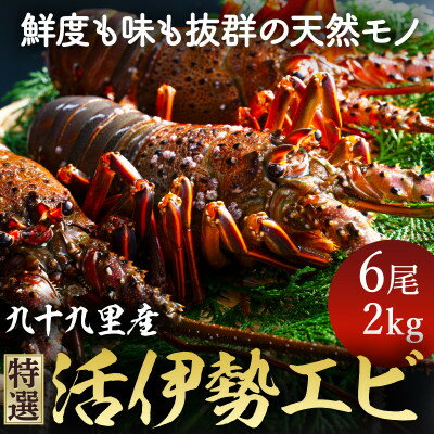 2024年5月1日発送開始!プリっぷり♪活け伊勢海老6尾　約2kg(1尾約250g～350g位)【配送不可地域：離島・北海道・沖縄県・東北・中国・四国・九州】【1134706】