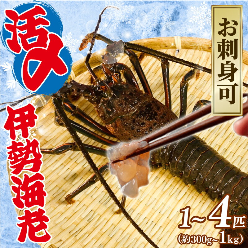【ふるさと納税】 【9月以降順次発送】 伊勢海老 活〆冷凍伊勢海老 選べる 1~4匹 (300g~1kg) お刺身 海老 エビ 刺し身 エビマヨ 味噌汁 天ぷら 天丼 鬼瓦焼き 甘み 旨味 美味しい 氷締め 冷凍 大きい 贅沢 ご褒美 豪華 人気 おすすめ 家庭用 ギフト 治吉水産 千葉県 旭市