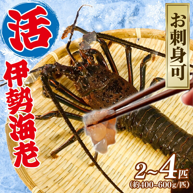 [9月以降順次発送] 伊勢海老 活伊勢海老 選べる 400~600g 2~4匹 約1~2kg お刺身 新鮮 海老 エビ 刺し身 エビマヨ 味噌汁 天ぷら 天丼 鬼瓦焼き 甘み 旨味 美味しい 冷蔵 大きい 贅沢 ご褒美 ギフト プレゼント 贈答 記念日 家庭用 治吉水産 千葉県 旭市