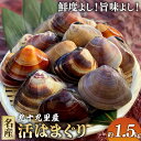 【ふるさと納税】 活はまぐり約1.5kg 九十九里産 国産 はまぐり 活はまぐり 貝類 貝 魚貝類 無添加 魚介 海の幸 海 鍋 バーベキュー BBQ お吸い物...