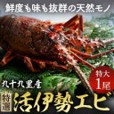 【ふるさと納税】 特選活伊勢エビ 1尾 (400~500g) 伊勢エビ 活 海老 伊勢海老 イセエビ エビ プリプリ 生 活き締め 冷蔵 生食用 特選 刺身 焼...