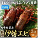 【ふるさと納税】 特選活伊勢エビ 2尾 約500〜550g(1尾200g〜350g) 伊勢エビ 活 海老 伊勢海老 イセエビ エビ プリプリ 生 活き締め 魚介...