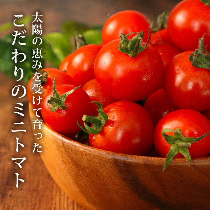 【ふるさと納税】 訳あり ミニトマト 1.5kg 常温配送 2025年11月以降順次発送 トマト 旬 新鮮 野菜 やさい 夏野菜 とまと 簡易包装 箱入り ご褒美 サラダ トマトジュース パスタ お弁当 ジューシー 送料無料 産地直送 千葉県 旭市 石井ファーム iif003