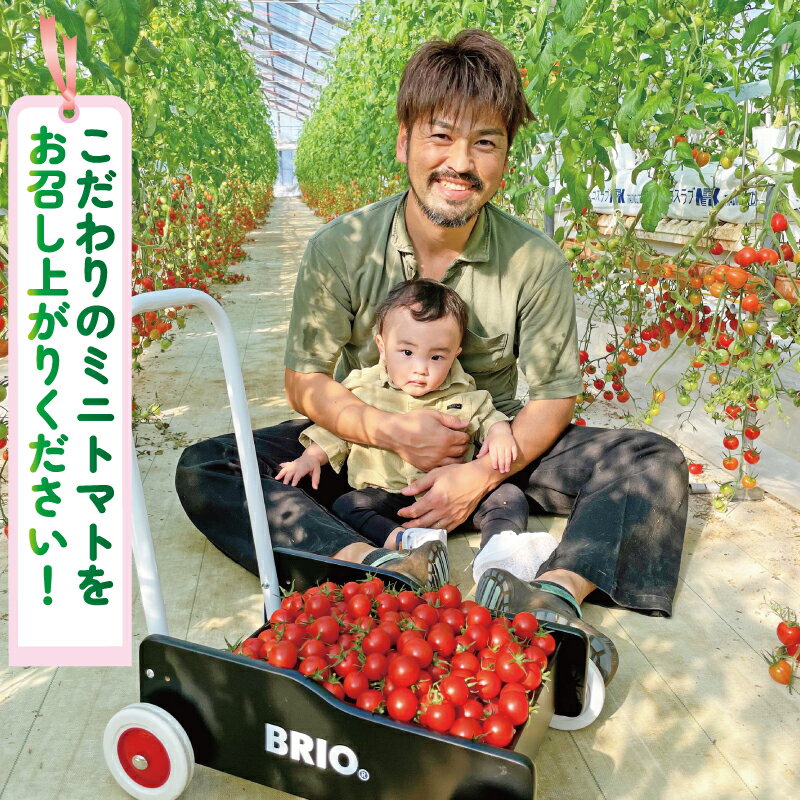 【ふるさと納税】 訳あり 品種おまかせ ミニトマト 選べる 約 1.5kg / 3kg 2種以上 とまと トマト みにとまと 完熟 期間限定 冷蔵 常温 プチトマト 野菜 サラダ お弁当 産地直送 新鮮 国産 千葉県産 厳選 おまかせ お楽しみ セット ランダム 千葉県 旭市 Sai10faRM