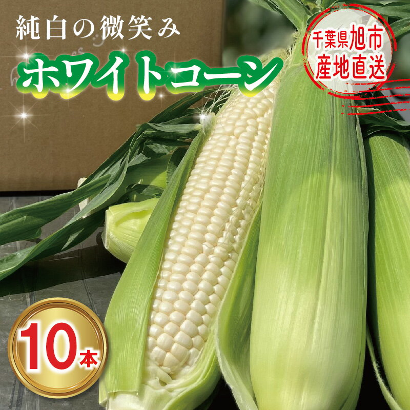 [先行予約] 白 とうもろこし / 訳あり 10本 選べる 約2.6kg〜4.8kg ホワイトコーン ホワイト 2025年7月下旬発送開始予定 数量限定 期間限定 ジューシー 甘い シャキシャキ 白いとうもろこし 旬 野菜 夏野菜 冷蔵 送料無料 産地直送 千葉県 旭市