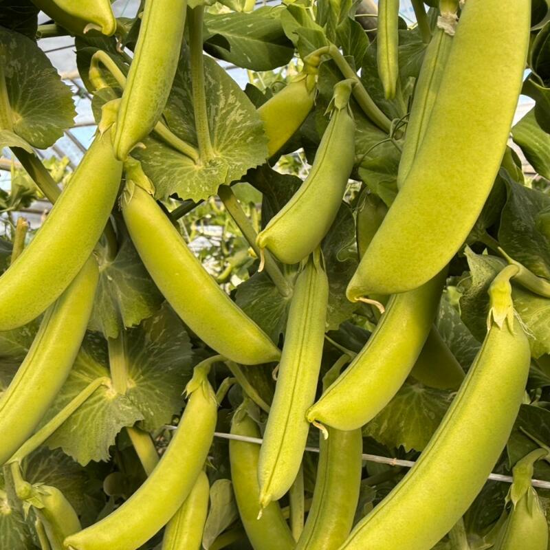 [先行予約]スナップエンドウ 約 1.7kg えんどう 期間限定 数量限定 野菜 やさい 豆 まめ サラダ 送料無料 千葉県 旭市 伊藤SUN FARM