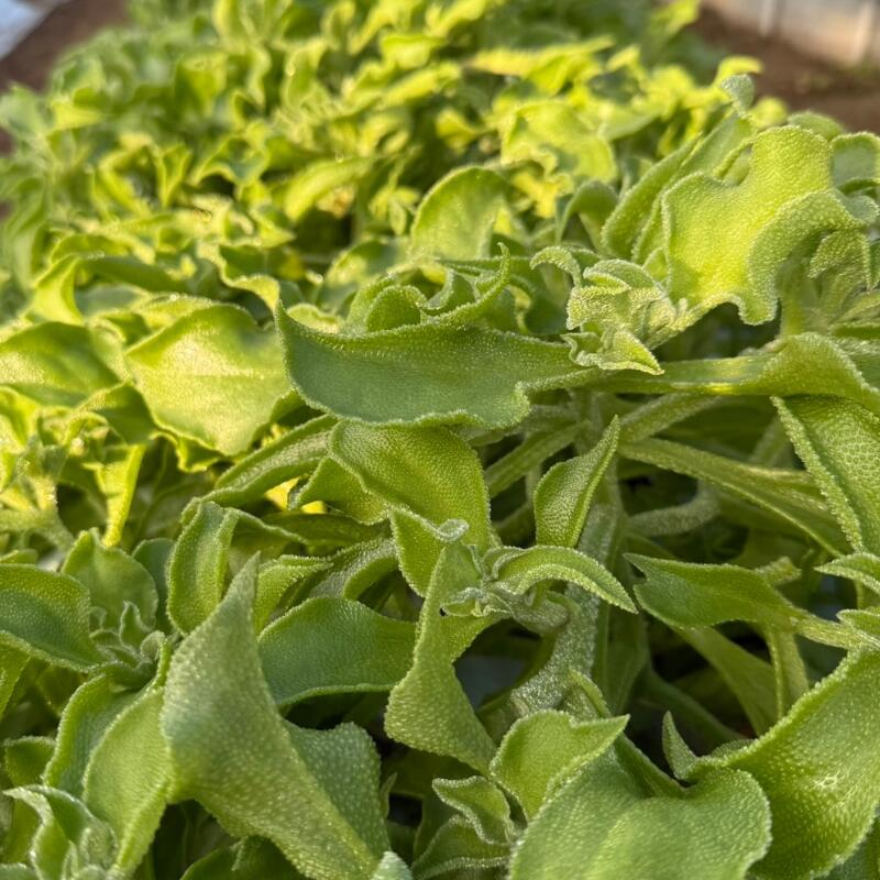 【ふるさと納税】 【先行予約】アイスプラント 約 960g 期間限定 数量限定 サラダ野菜 フレンチ やさい 送料無料 千葉県 旭市 伊藤SUN FARM