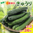 【ふるさと納税】 新鮮 朝採れきゅうり 選べる 18本入り / 36本入り きゅうり 胡瓜 野菜 夏野菜 サラダ 冷麺 漬物 漬け物 ぬか漬け 酢の物 1本漬け 浅漬け 冷やしきゅうり キムチ きゅうりちくわ ちくわきゅうり 産地直送 新鮮 千葉県 旭市