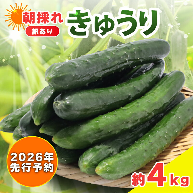 【ふるさと納税】 【 2026年 先行予約 】訳あり きゅうり 約4kg きゅうり 胡瓜 野菜 夏野菜 サラダ 冷..
