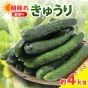 【ふるさと納税】 訳あり きゅうり 約4kg きゅうり 胡瓜 野菜 夏野菜 サラダ 冷麺 漬物 漬け物 ぬか漬け 酢の物 1本漬け 浅漬け 冷やしきゅうり キムチ きゅうりちくわ ちくわきゅうり 産地直送 新鮮 訳あり 千葉県 旭市