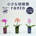 【ふるさと納税】 小さな 胡蝶蘭 鉢 付き 1~3鉢 選べる 定期便 ranto 1本立ち 2本立ち 手軽 ミディー胡蝶蘭 花 お花 観葉植物 植物 インテリア 贈答 記念日 ギフト プレゼント お祝い 贈り物 送料無料 産地直送 千葉県 旭市 椎名洋ラン園