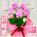 【ふるさと納税】 お取り分けできる胡蝶蘭 ミディー胡蝶蘭 ピンク系 7号 5本立ち ラッピング付き 寄せ植え 花 お花 flower 植物 シェアオーキッド 家...