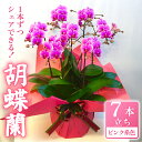 【ふるさと納税】 お取り分けできる胡蝶蘭 ミディー胡蝶蘭 ピンク系 8号 7本立ち ラッピング付き 寄せ植え 花 お花 flower 植物 シェアオーキッド 家...