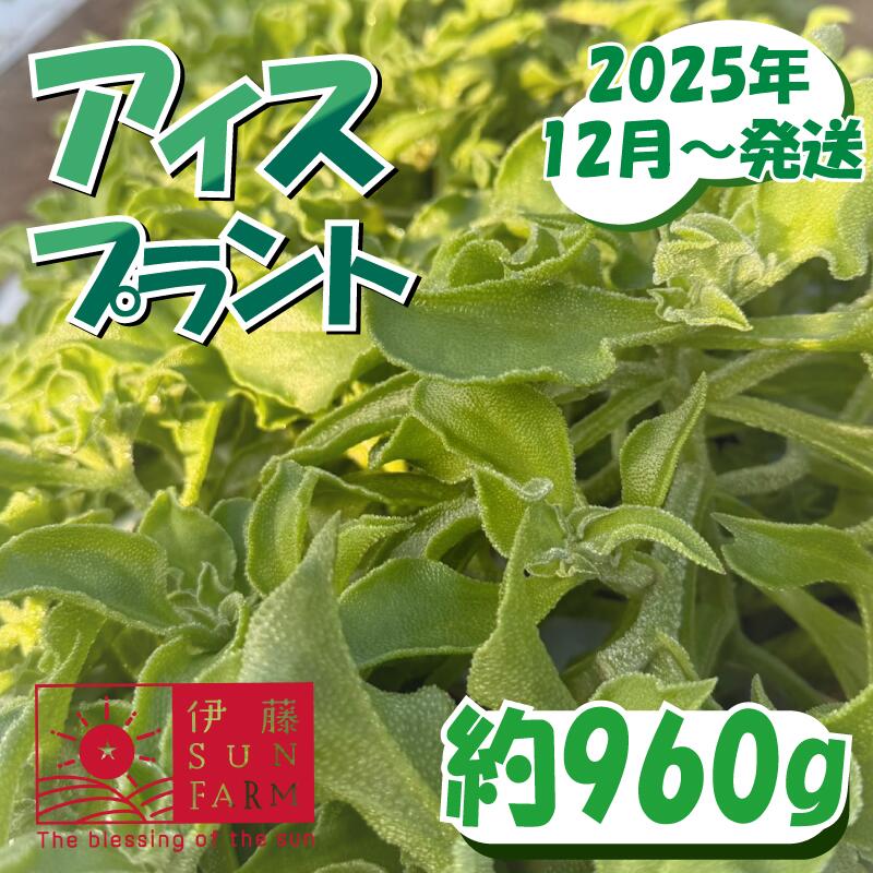 [先行予約]アイスプラント 約 960g 期間限定 数量限定 サラダ野菜 フレンチ やさい 送料無料 千葉県 旭市 伊藤SUN FARM