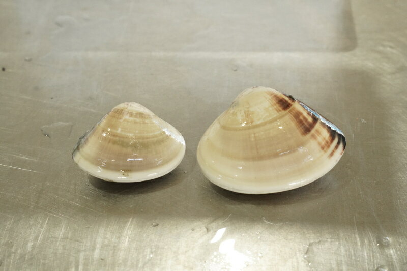 天然 活はまぐり 選べる 100-140gサイズ/ 40-60gサイズ 約1.5kg/ 約2.5kg/約3.5kg 活 はまぐり 蛤 砂抜き 冷蔵 九十九里産 魚介 魚貝 魚介類 海鮮 貝 貝類 出汁 だし 味噌汁 酒蒸し グラタン 九十九里浜 ひなまつり 節句 贈答 株式会社丸六 旭市 千葉県