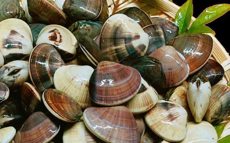 天然 活はまぐりゼンナ 小粒 選べる 約1.5kg/約2.5kg/約3.5kg 活 はまぐり 蛤 砂抜き 冷蔵 九十九里産 魚介 魚貝 魚介類 海鮮 貝 貝類 出汁 だし 味噌汁 酒蒸し グラタン 九十九里浜 お祝い 祝い ひなまつり 節句 おせち 贅沢 株式会社丸六 旭市 千葉県