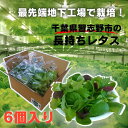 商品説明 名称 【農薬不使用】鮮度長持ち！新鮮レタスの2種詰め合わせ（計6個） 温度帯 冷蔵 アレルギー 特定原材料7品目は使用していません特定原材料に準ずる21品目は使用していません 消費期限 収穫当日に出荷します。一般的な栽培のものより長持ちしますが新鮮なうちにお召し上がりください。 容量 2種×3袋(計6袋）スマシャキ、フレアベル、フリルアイスなどの品種をお届けします。※品種は予告なく変更になる場合があります。 提供事業者 伊東電機株式会社 ・ふるさと納税よくある質問はこちら ・寄附申込みのキャンセル、返礼品の変更・返品はできません。あらかじめご了承ください。鮮度長持ち！新鮮レタスの2種詰め合わせ（計6個） 収穫当日発送！新鮮＆長持ちの地下植物工場のフレッシュレタスをお届けします。生産：習志野ファームvechica（ベチカ）◆安定した気温で、スクスク育ちます◆年間を通じて一定の気温を保つ習志野市の地下施設で育てています。強い日差しや雨風に晒されることがないので、葉っぱは瑞々しくやわらか。えぐみや苦みが抑えられ、小さいお子さんや高齢の方でも「たべやすい！」とご好評の声をいただいています。◆露地栽培より長持ち！秘密は「無人化」習志野ファームvechica（ベチカ）のレタスは、冷蔵で1週間ほど日持ちがするのが特徴です。定植と収穫以外の工程は、自動化されており、人が手を触れることはありません。世話をする過程で菌を持ち込んでしまうことがないので、農薬は不使用。収穫したレタスにも菌が少ないので、傷みにくく、驚くほど日持ちがするのです。◆働く人にとっても、安心＆働きやすい習志野ファームvechica（ベチカ）は、ベルトコンベヤーなどの高い技術を持つ「伊東電機」による植物工場です。そのため、積み上げられた植物トレーを上げ下ろしするなどの危険な高所作業は一切不要。地下から人が作業する地上へ、収穫を迎えたレタスが自動で運ばれてきます。畑のように腰をかがめることなく、作業ができるため、安心で働きやすい農業の形は、未来の食糧生産の手段として注目を集めています。 地場産品に該当する理由：1 市内において生産されたもの 1 社会福祉基金…心身に障害のある者の更生援護又は社会福祉事業 担当課：健康福祉部 健康福祉政策課 2 国際交流基金…青少年の教育、文化又はスポーツの交流を目的とする海外派遣及び受け入れ事業 担当課：協働経済部 協働政策課 3 教育文化振興基金…市民が行う文化活動又は教育及び文化の振興を図る事業 担当課：教育委員会 教育総務課 4 緑のふるさと基金…緑や水辺の環境の保全若しくは整備又は緑化思想の普及と啓発の事業 担当課：都市環境部 公園緑地課 5 青少年音楽振興基金…市内の小学校、中学校及び高等学校が行う音楽活動 担当課：教育委員会 教育総務課 6 平和基金…平和事業 担当課：協働経済部 協働政策課 7 すこやか子育て基金…子育て施設の整備充実又は子育て支援を図る事業 担当課：こども部 こども政策課 8 公共施設等再生整備基金…公共施設等の改築、改修その他の整備 担当課：政策経営部 財政課 9 まちづくり応援基金…上記のほか、まちづくりを推進する事業 担当課：財政経営部 財政課 10 習志野高校応援基金 担当課：政策経営部　財政課 入金確認後、注文内容確認画面の【注文者情報】に記載の住所にお送りいたします。 寄附確認後30日以内を目途に、お礼の品とは別にお送りいたします。