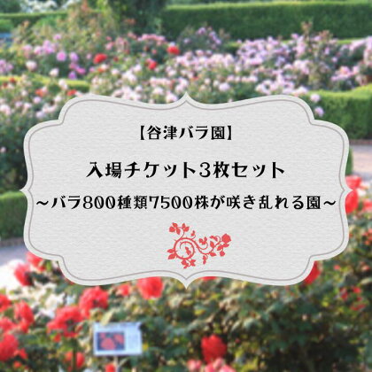 バラ800種類7500株が咲き乱れる【谷津バラ園】入場チケット3枚セット　バラ色のしあわせなひとときを！