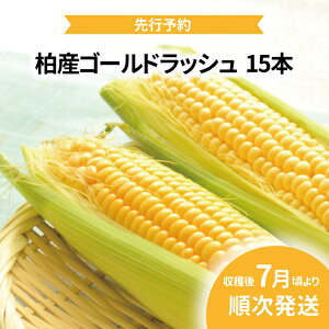【ふるさと納税】【先行予約】【2025年7月発送】 とうもろこし ゴールドラッシュ 15本 野菜 トウモロコシ コーン 国産 千葉県産 柏市産 予約 おいしい プレゼント 贈り物 お取り寄せ 取り寄せ おすすめ おススメ 大量 バーベキュー BBQ 産地直送