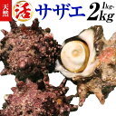 【ふるさと納税】天然『活』サザエ 1kg 2kg ( 3個 ~ 10個 ) 《7月中旬-9月上旬頃出荷》 【配送不可地域:離島・北海道・沖縄県・東北・中国・四国・九州】寺田水産 さざえ 海産物 貝 千葉県 勝浦市