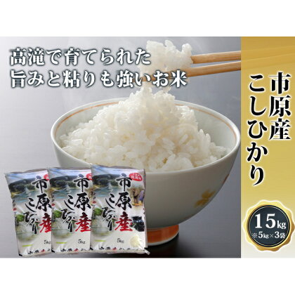 市原産こしひかり【高滝米】合計15kg　【お米・こしひかり】