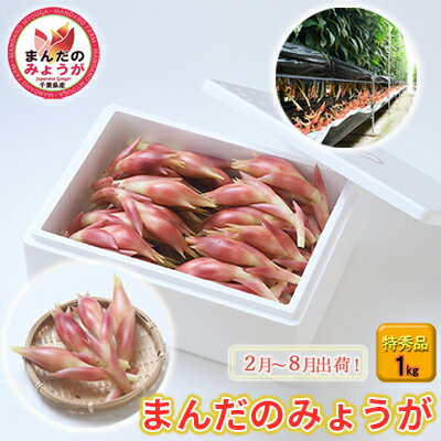 6位! 口コミ数「2件」評価「5」まんだのみょうが　特秀品　1kg　【 野菜 茗荷 みょうが 薬味 漬物 シャキシャキ食感 適度な辛み ハウス栽培 】　お届け：2024年2月･･･ 