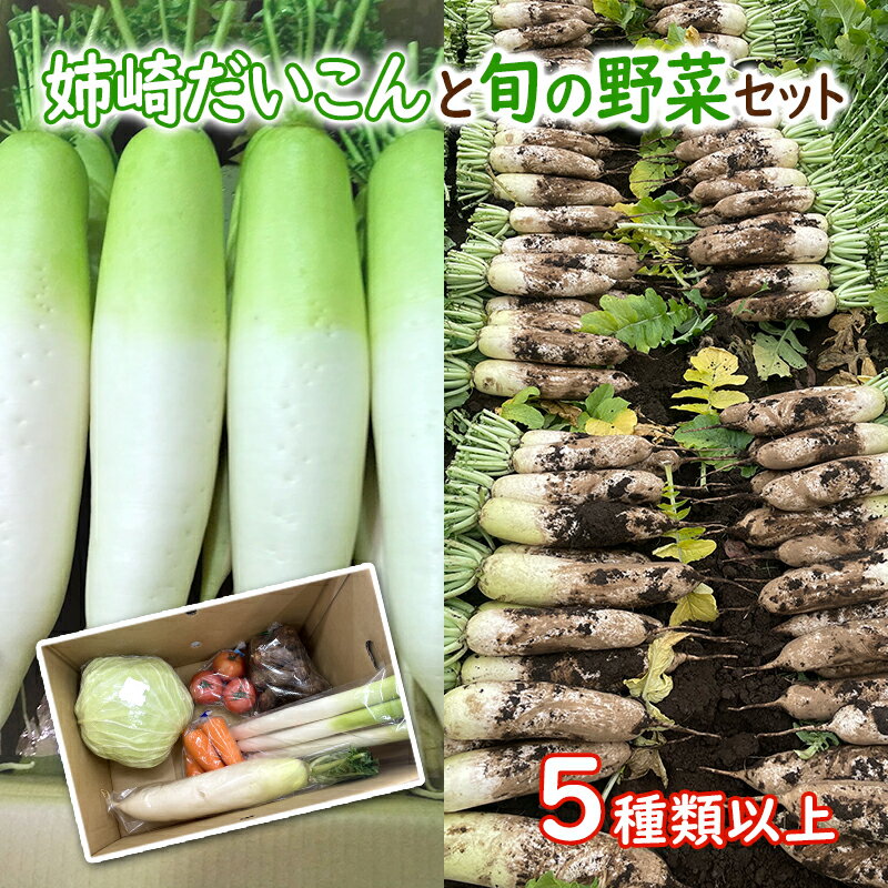 姉崎だいこんと旬の野菜セット 5種類以上 [ 野菜 大根 セット 詰め合わせ ] お届け:2023年11月1日〜2024年5月24日