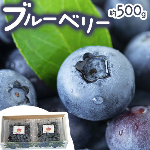 【ふるさと納税】ブルーベリー 約 500g 《6月上旬-8月下旬頃出荷》 Blueberry garden IKEDA 千葉県 流山市 果物 フルーツ 青果物 くだもの ベリーのサムネイル
