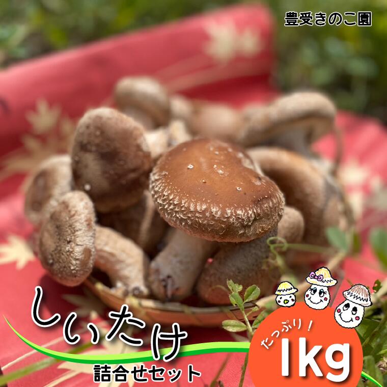 しいたけ 詰め合わせ セット 生しいたけ 3種 1kg 乾燥しいたけ 2種 各 30g