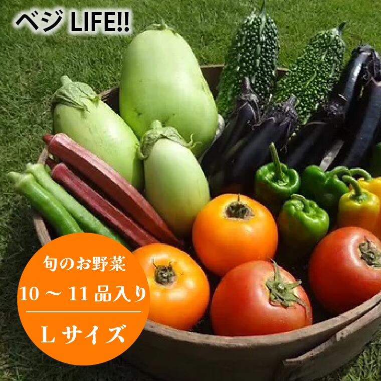 【ふるさと納税】野菜 旬の野菜 セット Lサイズ 約 10~11品 春 夏 秋 冬 宅配 おすすめ 美味しい 季節 旬 新鮮 お届け 栽培期間中 農薬不使用 ベジLIFE!!