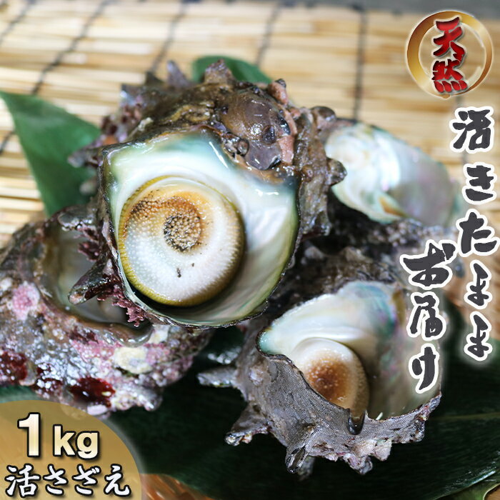 天然 房州産！活きサザエ 1kg（約5～10個）　