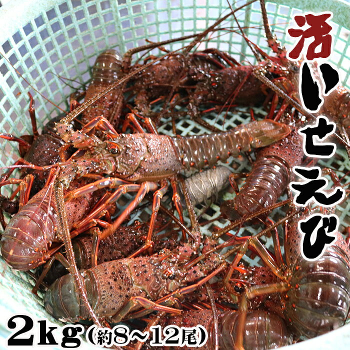 【ふるさと納税】【食のプロ御用達】天然 房州産！活き伊勢えび 2kg（約8～12尾）　[0100-0055]