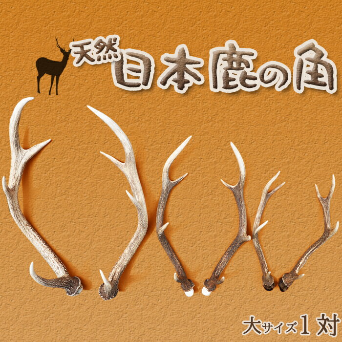 [工芸・壁飾に]天然 日本鹿の角 一対(大サイズ:約60cm) [0030-0103]