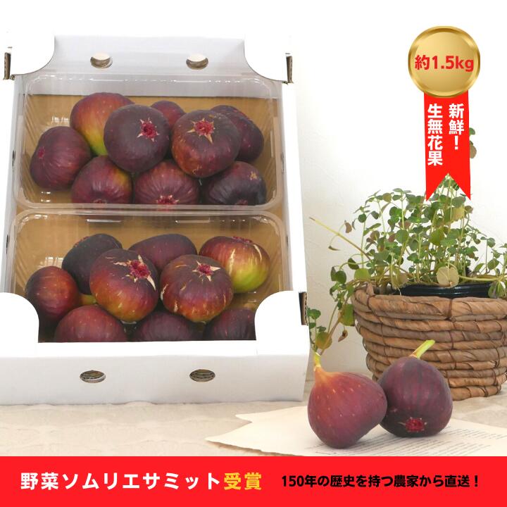 【ふるさと納税】【簡易包装/不揃い】生産者直送！無花果（いちじく）約1.5kg