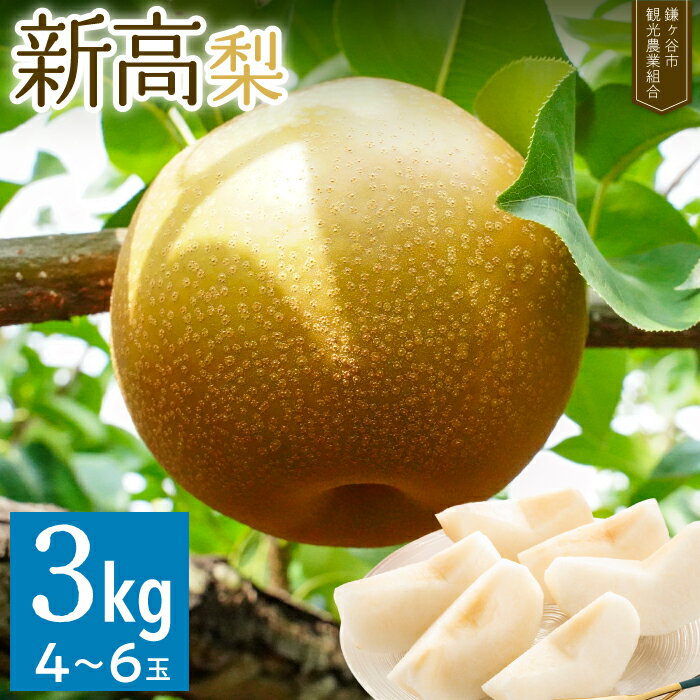 梨 【ふるさと納税】新高 梨 3kg 4~6玉 先行予約 千葉 鎌ケ谷市 完熟 甘い 観光農業組合 果物 フルーツ 贈答用 ギフト 2024年9月下旬～順次発送 組合の梨