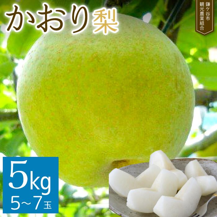 【ふるさと納税】【かおり5kg】かまがや育ちの完熟梨（観光組合）