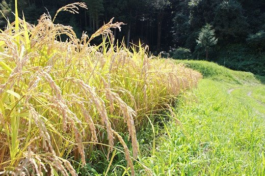 【ふるさと納税】令和5年産 粒すけ 15kg 送料無料 大つぶ オリジナル新品種 精米 大粒のしっかり食感 程よい粘り気と弾力 お米と雑穀の専門店 石川商店 君津市 きみつ 千葉県