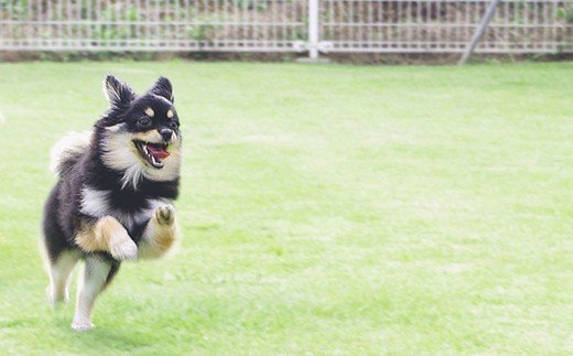 ワンちゃん同伴 かずさリゾート 鹿野山ビューホテル ペア宿泊券1泊2食付 スタンダードプラン (ドックラン付き和室)和室 ペア宿泊券 マザー牧場 鹿野山ゴルフ倶楽部 近い 絶景を楽しめる九十九谷展望公園 リゾートホテル 君津市 きみつ 千葉県