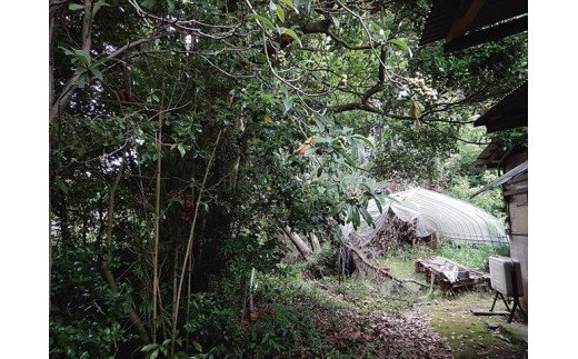 【ふるさと納税】君津市 草刈り 作業 (100平方メートル) | 君津市 の 実家 君津市 の 空き家 くさとり プレゼント 木こり 商会 庭の手入れ イチオシ 君津市 千葉県 きみつ